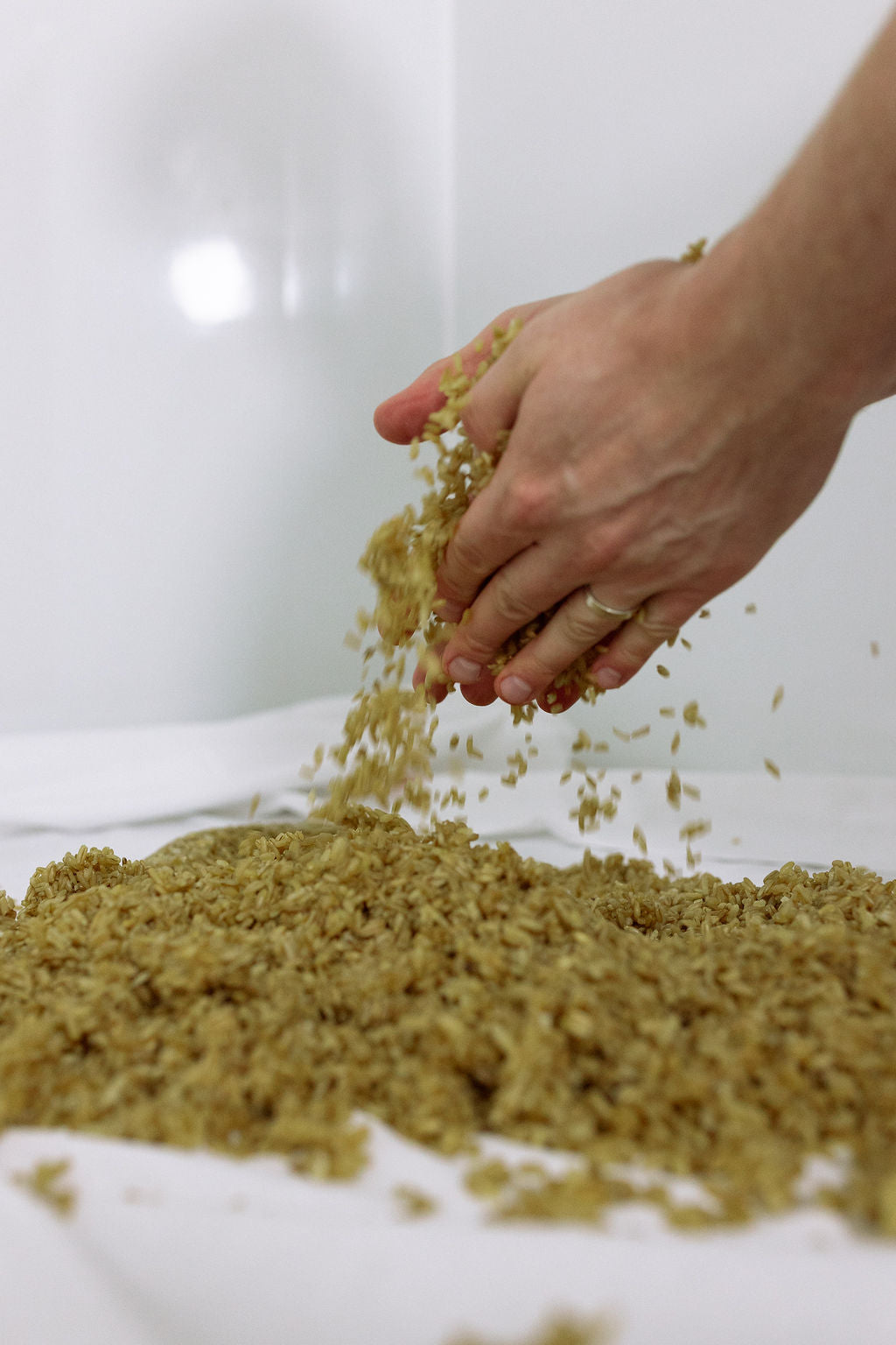 A brewer's hand letting cooked oat grains fall onto a cloth-lined tray during preparation.