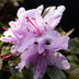Culter Perennials logo