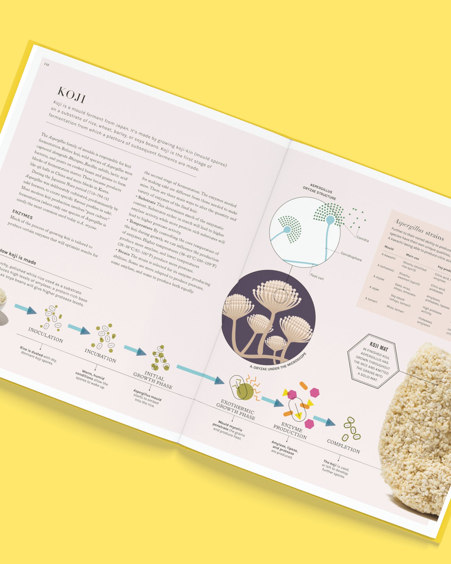 The Science of Fermentation